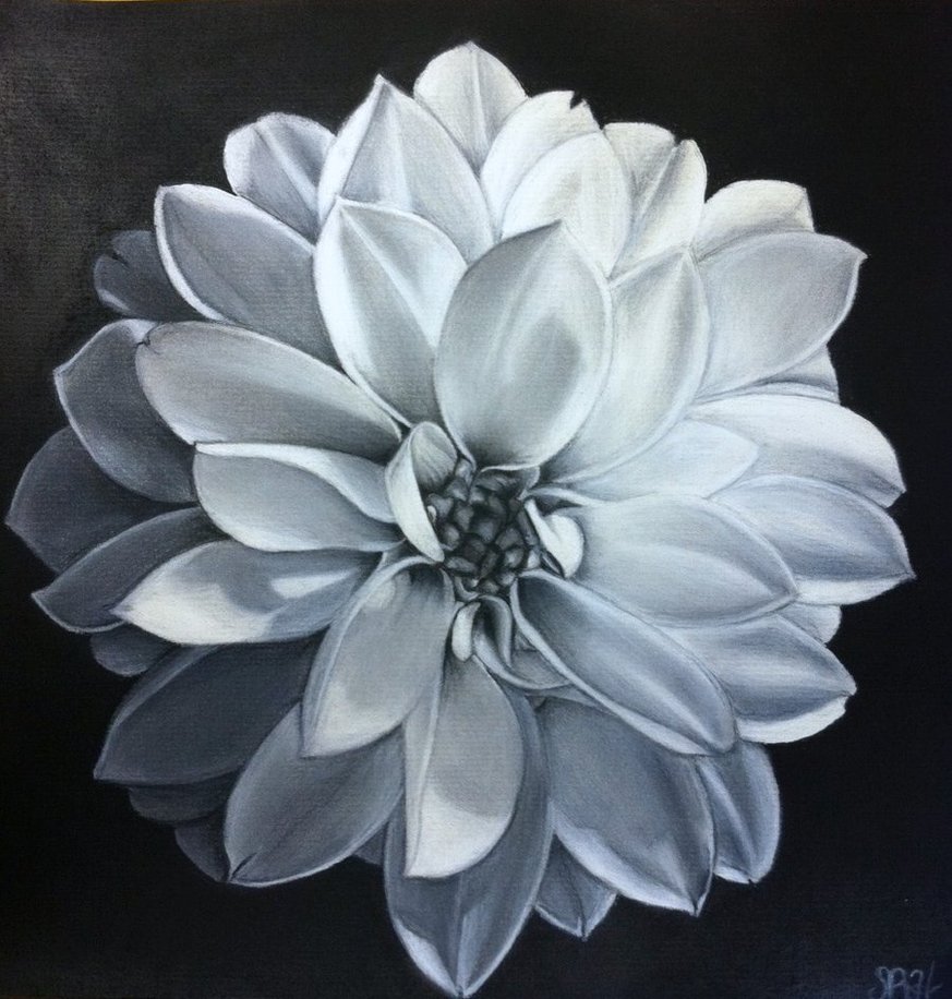 873x916 Charcoal Flower Drawing By Lilygirl04 Art Drawings And Sketches