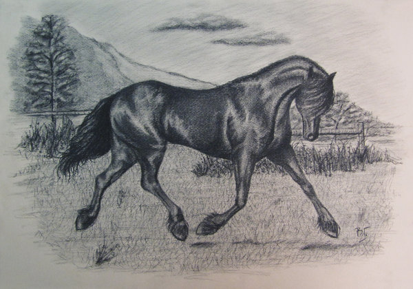 600x420 Black Horse Charcoal Drawing By Morella V