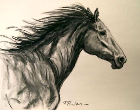 475x375 Running Wild, Charcoal Horse Drawing, Painting By Artist Theresa