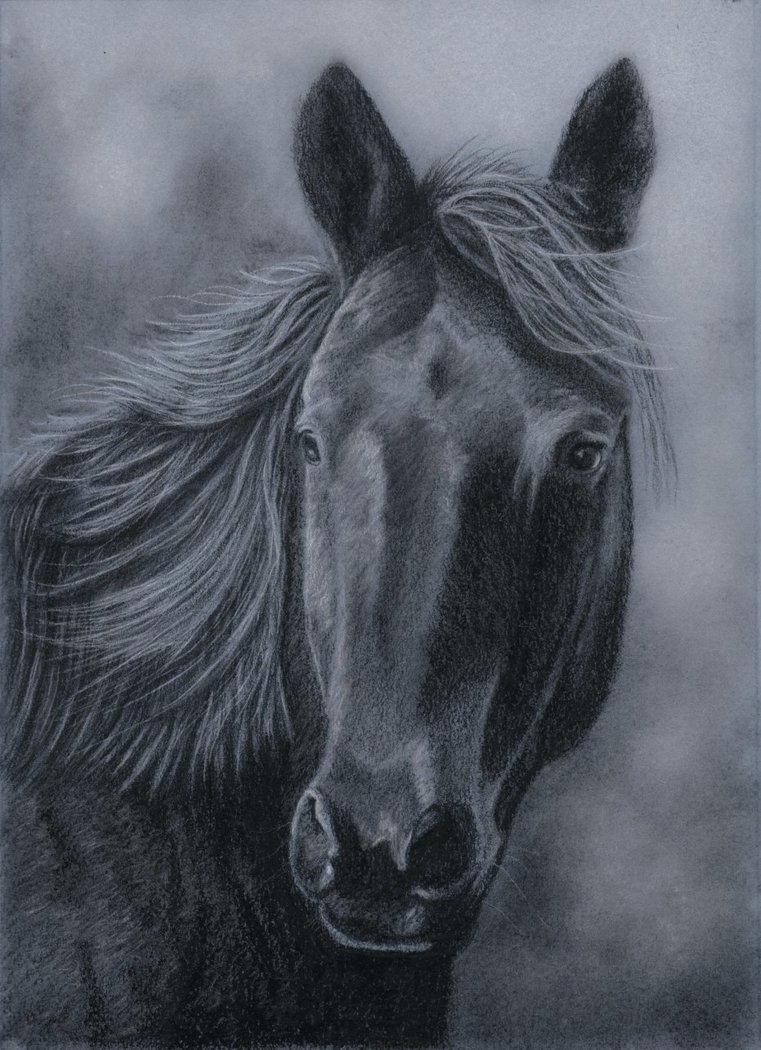761x1050 Horse In Charcoal By Rasberry6