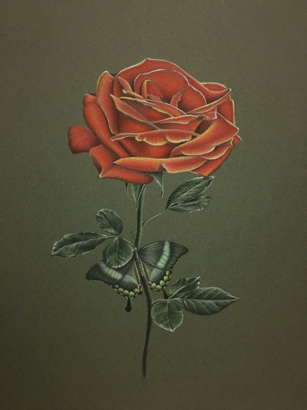 600x800 Drawings Of Roses
