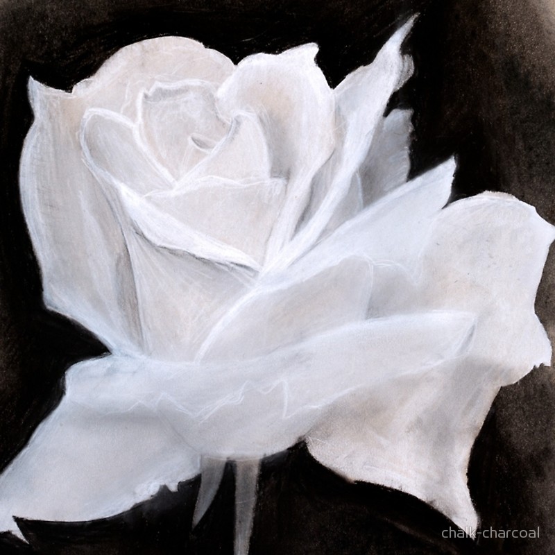 800x800 Chalk Amp Charcoal White Rose Drawing Notebook Spiral Notebooks By