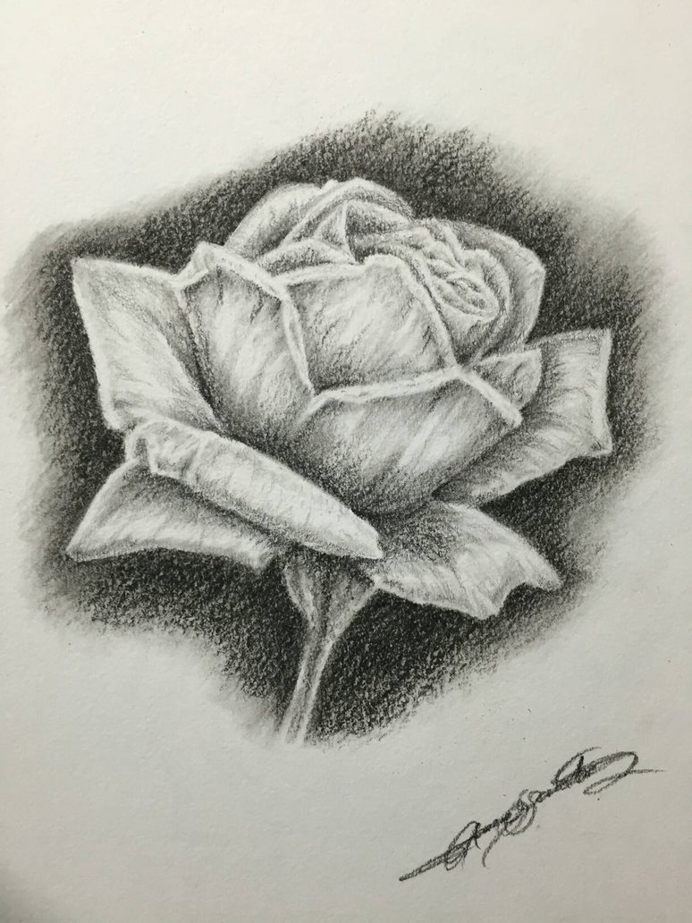 774x1032 Charcoal Rose By Aar0nsant0s