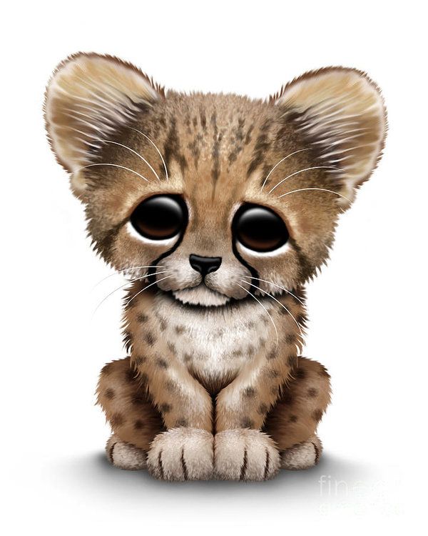 600x750 Cute Baby Cheetah Cub Art Print By Jeff Bartels Baby Cheetahs