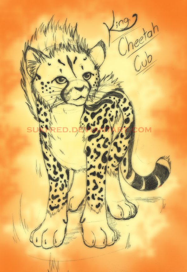600x871 King Cheetah Cub