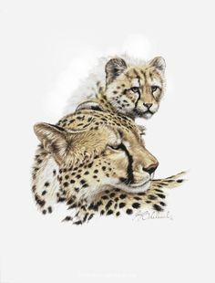 236x310 Yavrusu Cheetahs