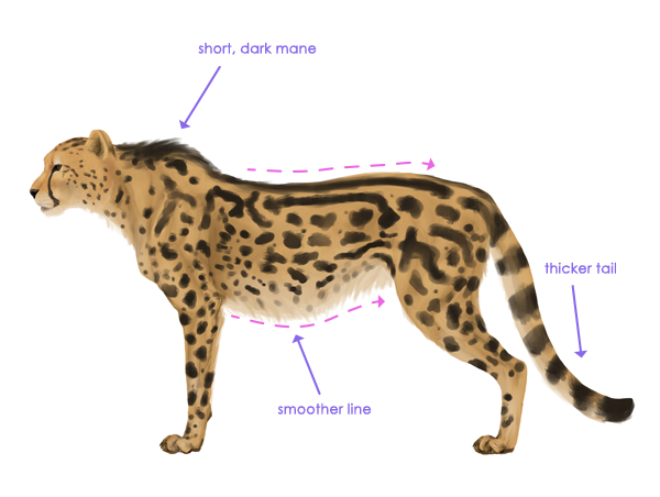 600x452 How To Draw Animals Big Cats, Their Anatomy And Patterns