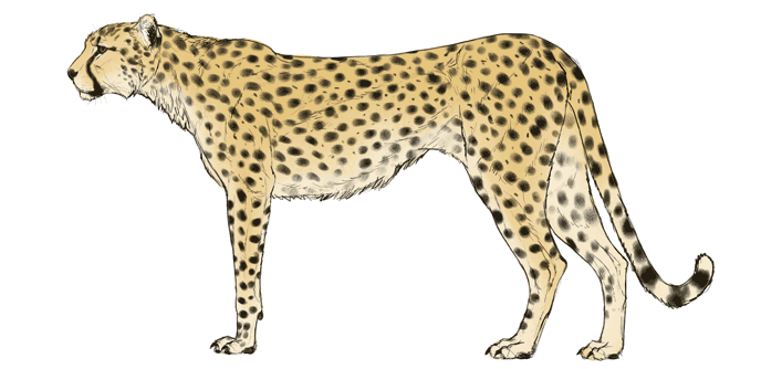 688x334 How To Draw Big Cats Lions, Tigers, Cheetahs, And Much More
