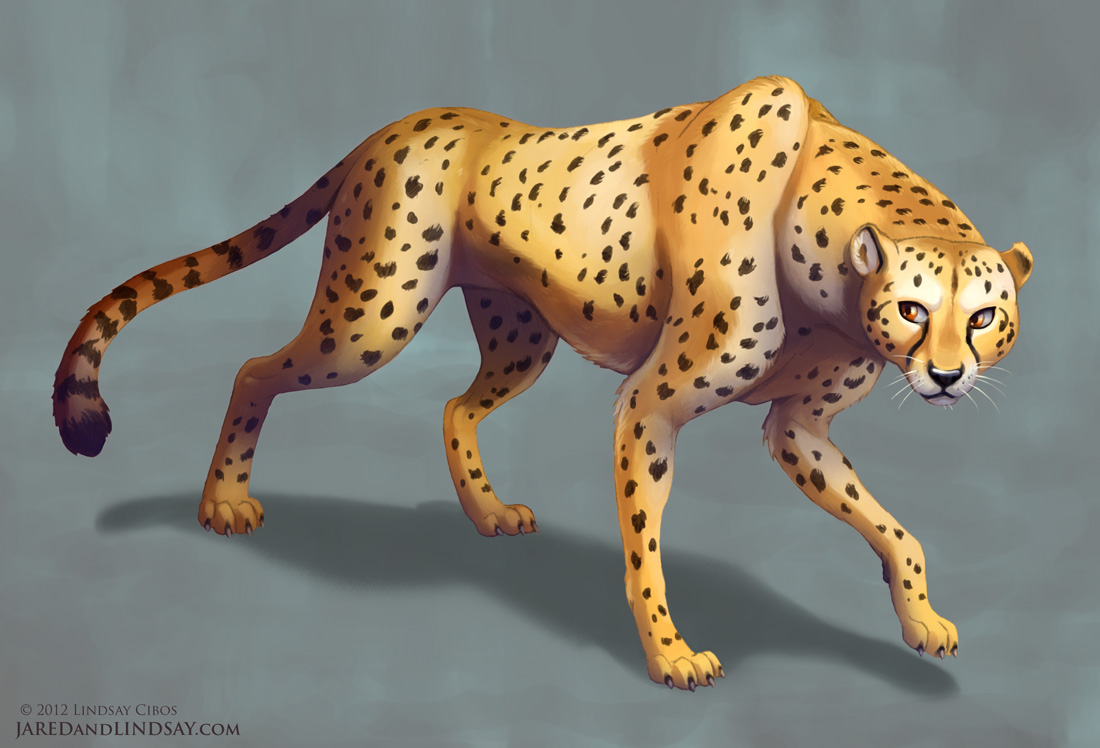 1100x748 Lindsay Cibos' Art Blog How To Draw A Cheetah