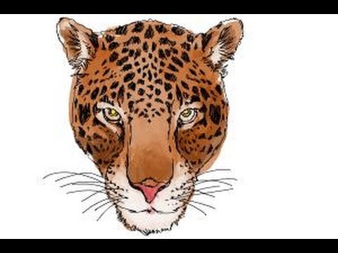 480x360 How To Draw A Cheetah Face