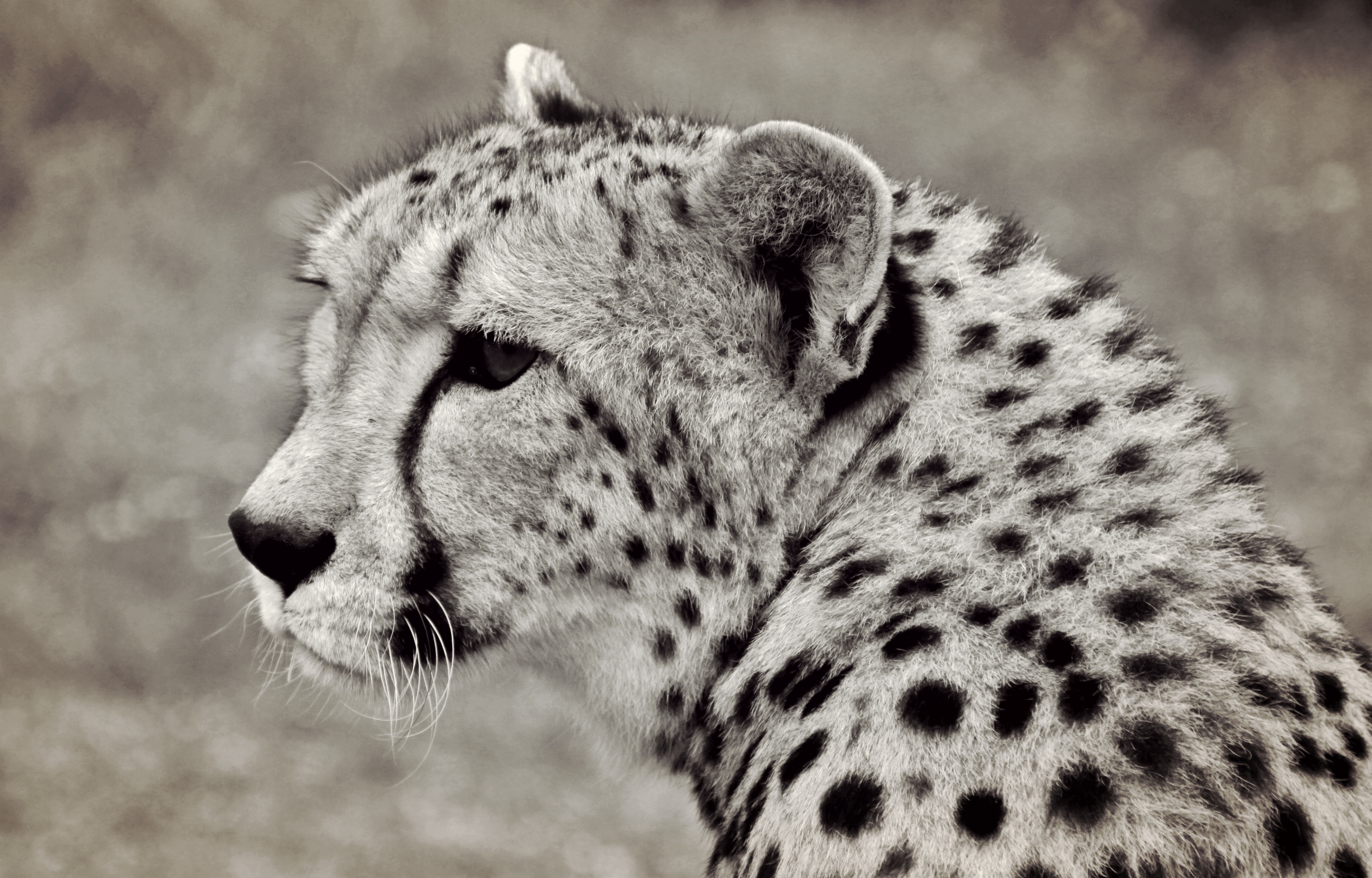 4000x2561 Free Images Cheetah, Predator, Animal Portrait, South Africa