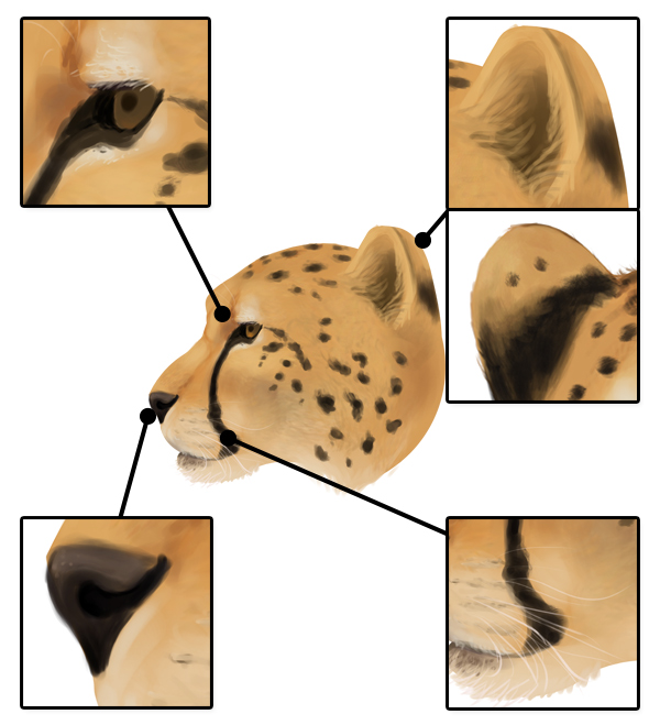 600x659 How To Draw Animals Big Cats, Their Anatomy And Patterns