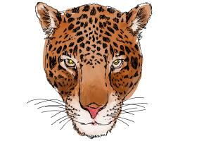 300x200 How To Draw A Cheetah Face