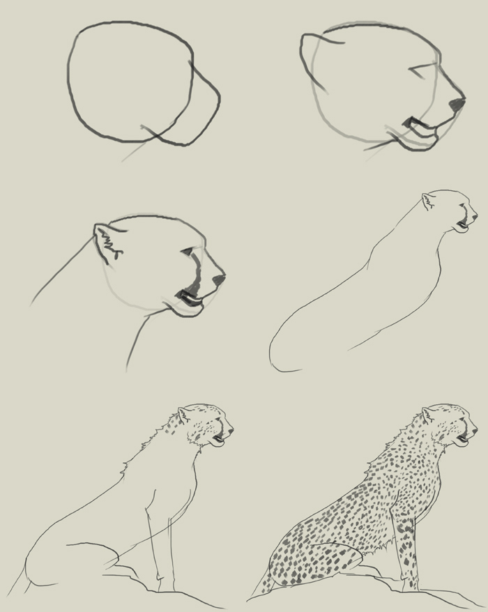 700x878 How To Draw Cheetah