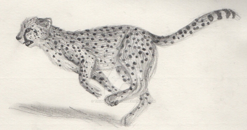 1024x540 Running Cheetah By Kiwi207