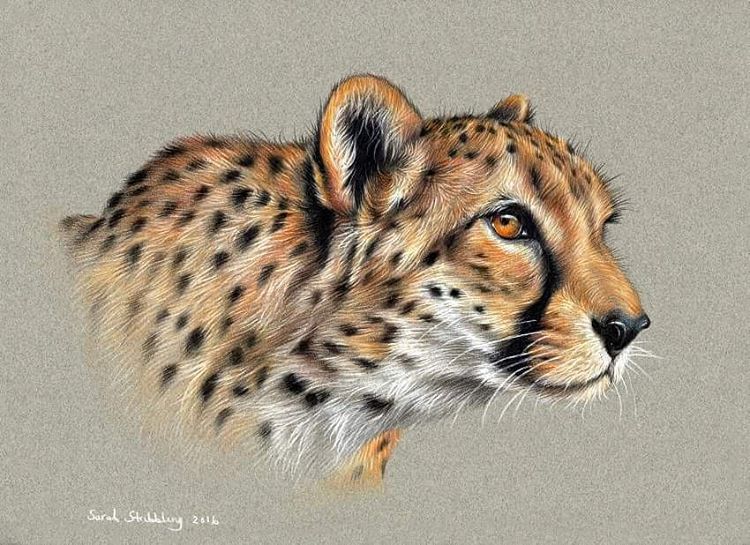 750x545 Cheetah Drawing By Sarah Stribbling Stribling Paintings