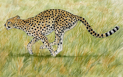 400x252 Cheetah.jpg