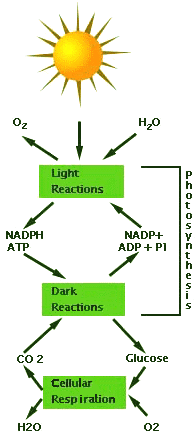 195x435 The Flow Of Energy Primary Production