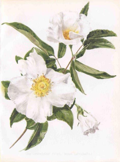 471x639 Flora And Sylva Cherokee Rose White Flower Prints Amp Paintings