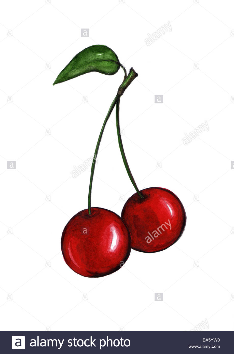 919x1390 Illustration Cherries Watercolor Drawing Fruit Fruits Stone Fruit