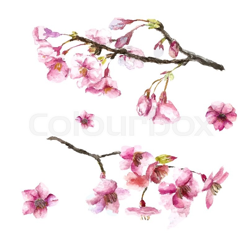 800x800 Watercolor Cherry Blossom. Hand Draw Cherry Blossom Sakura Branch
