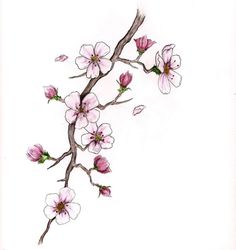 236x250 Drawings Of Cherry Blossom Branch