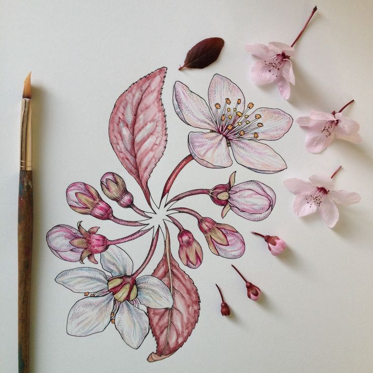 736x736 Flower Drawing Tumblr