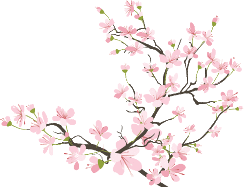 500x384 Via Tumblr Japan Cherry Blossoms