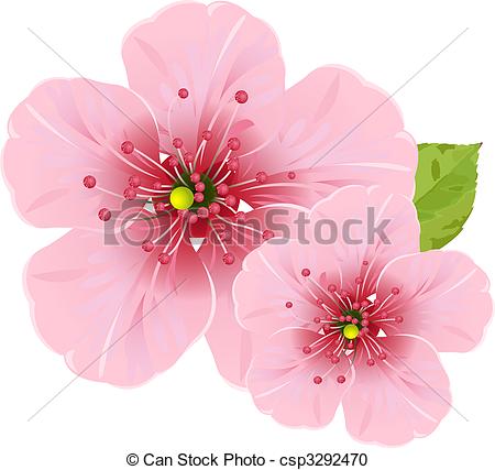 450x427 Illustration Of Cherry Blossom Flowers For Your Design Vector