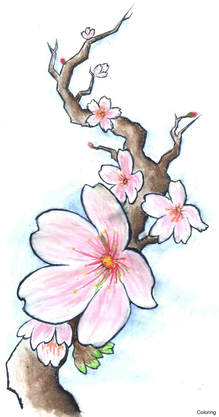 736x1399 Stock Vector Flower Cherry Blossoms Drawing Ink Style 253376191