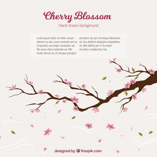 626x626 Cherry Tree Branch Background Vector Free Download