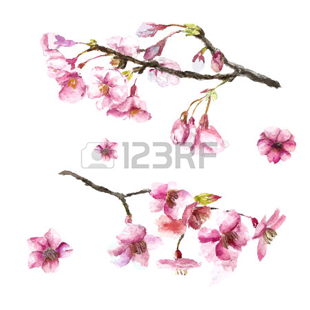 450x450 Watercolor Cherry Blossom. Hand Draw Cherry Blossom Sakura Branch
