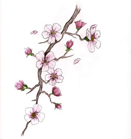 Cherry Blossom Tree Branch Drawing at GetDrawings | Free download