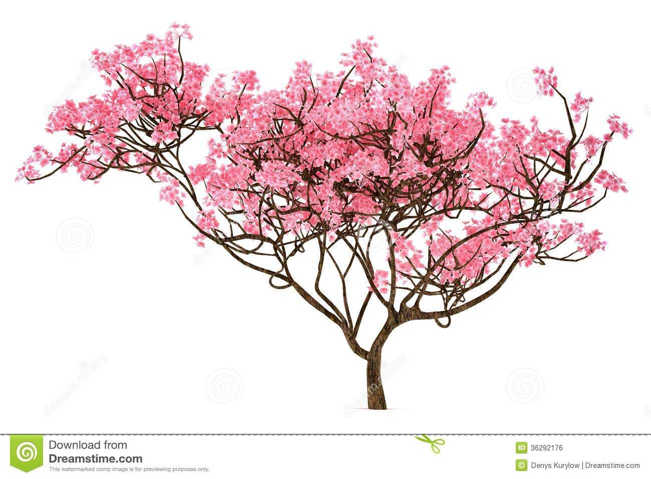 1300x957 Sakura Tree Isolated Royalty Free Stock Photos