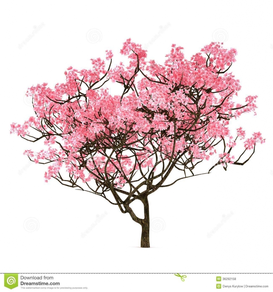 958x1024 Cherry Blossom Tree Drawing Cherry Blossom Tree. Trendy Last
