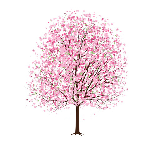 495x495 Pink Cherry Blossom Tree Vector Blossom Trees, Cherry Blossoms