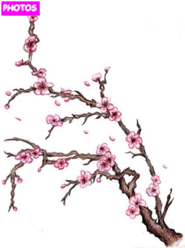 261x350 Cherry Blossom Tree Drawing 6.jpg Pixels Tree Wall