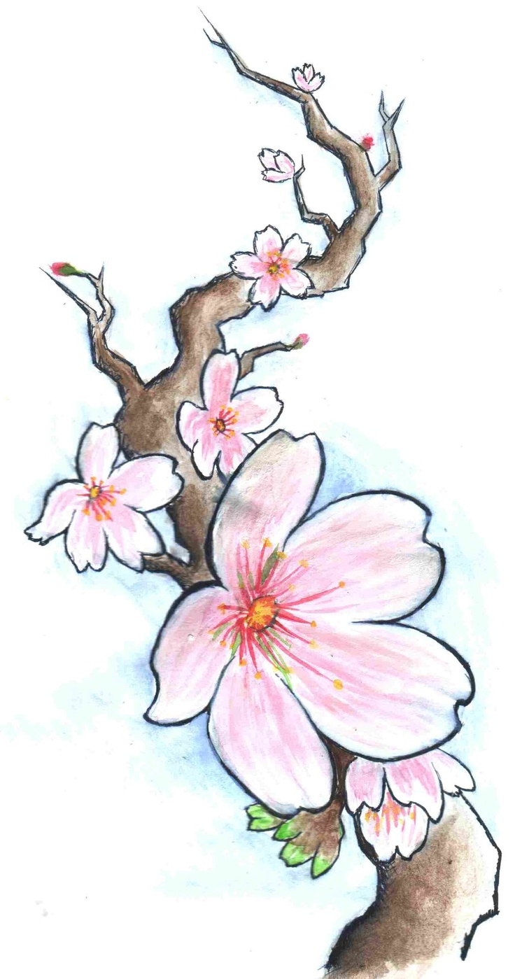 736x1399 Cherry Blossom Flower Branch Drawing 35 Best Cherry Blossom