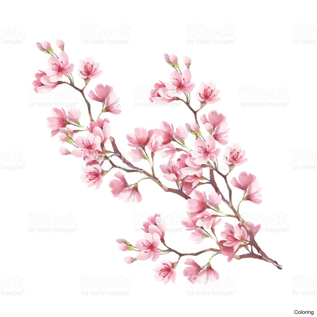 1024x1024 Stock Vector Flower Cherry Blossoms Drawing Ink Style 253376191