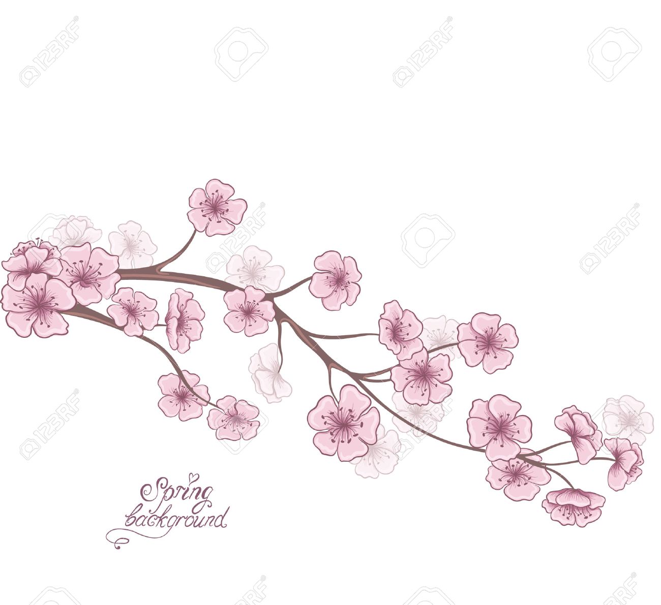 1300x1191 Cherry Branch In Blossom Isolated On A White. Decorative Spring