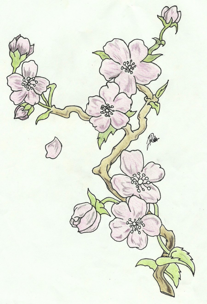 700x1024 Drawing Of Cherry Blossom Cherry Blossom Branch Drawing 30641