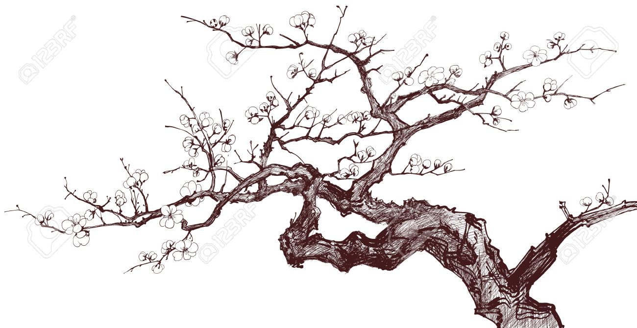 1300x670 Vector Illustration Of A Blossoming Cherry Tree (Inked Drawing