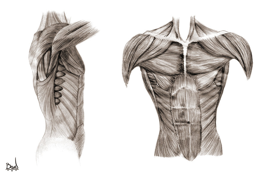 900x582 Chest Muscles By Fake Robot
