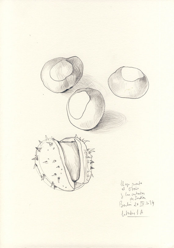 570x812 Horse Chestnuts,original Pencil Drawing. Chestnuts, Autumn Still