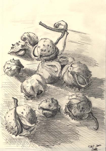 420x600 Horse Chestnuts