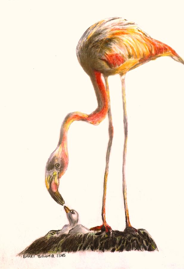 617x900 Flamingo Feeding Chick Drawing By Barrington Binger
