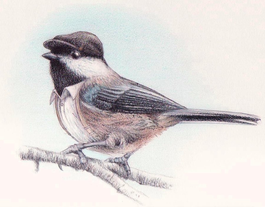 900x704 Black Capped Chickadee By Jamiam100