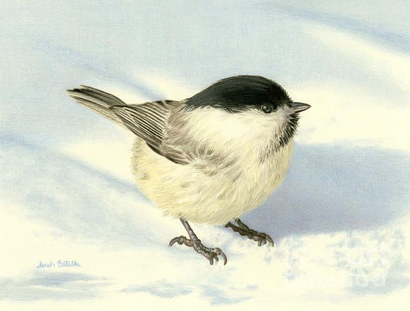 599x454 Colored Pencil And Polychromos Drawing Of A Chickadee. Bird
