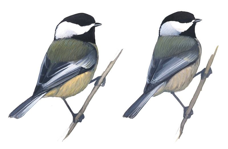 800x521 Distinguishing Black Capped And Carolina Chickadees