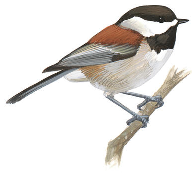 386x349 Mountain Chickadee Audubon Field Guide